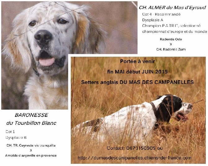 Du Mas Des Campanelles - English Setter Puppies SOON