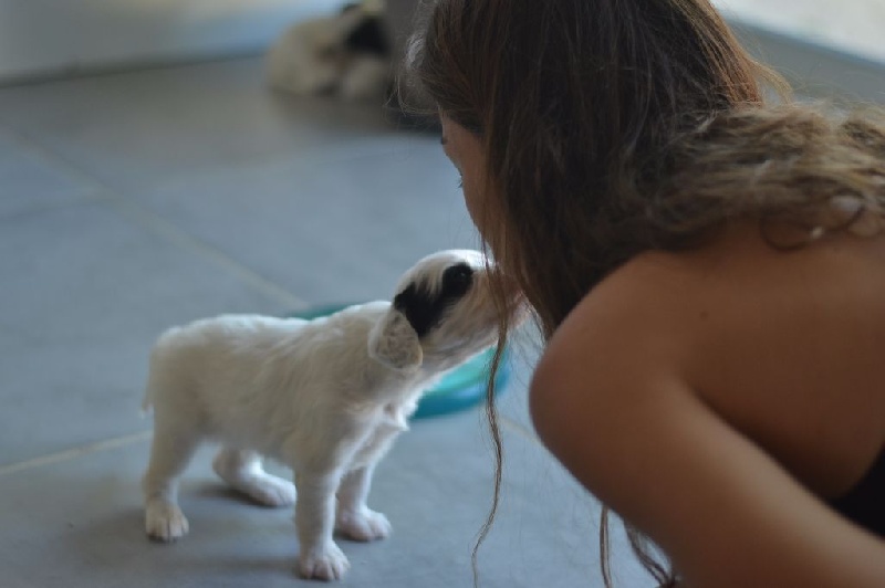Chiots BaronesseXAlmer SOCIALISATION