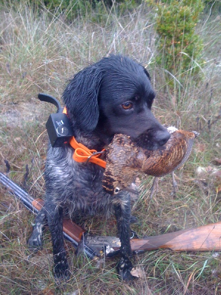 A la chasse, je recite mes gammes!