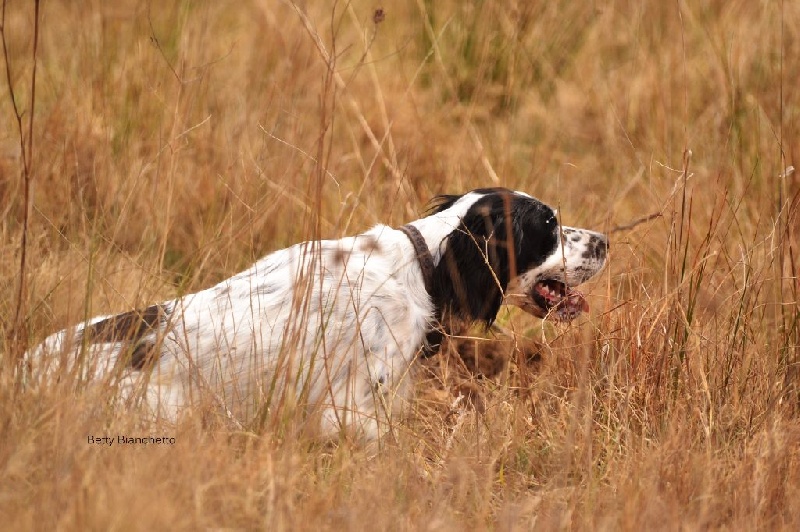 Baronesse Chasse (21 Mois)